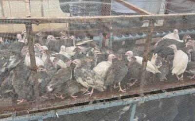 ANPE Mali: OPÉRATION PROMOTION DE L’EMPLOI RURAL A TRAVERS L’AVICULTURE